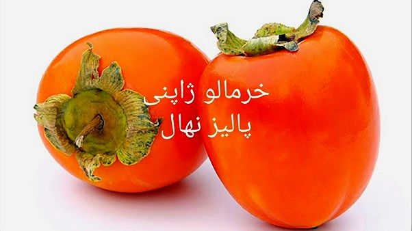 فروش ویژه بیش از 100 نوع نهال میوه 30هزارتومانی در معتبرترین نهالستان کشور