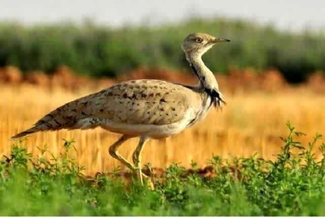 اجرای برنامه عملِ حفاظتی از دو گونه پرنده در حال انقراض در خراسان شمالی