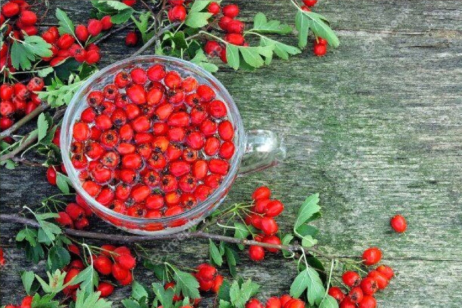 این گیاه خوشمزه و خوشرنگ علائم تپش قلب را کاهش می‌دهد!