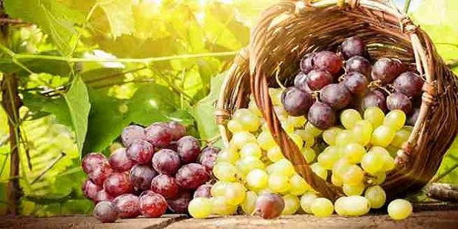 این میوه عمرتان را زیاد می کند