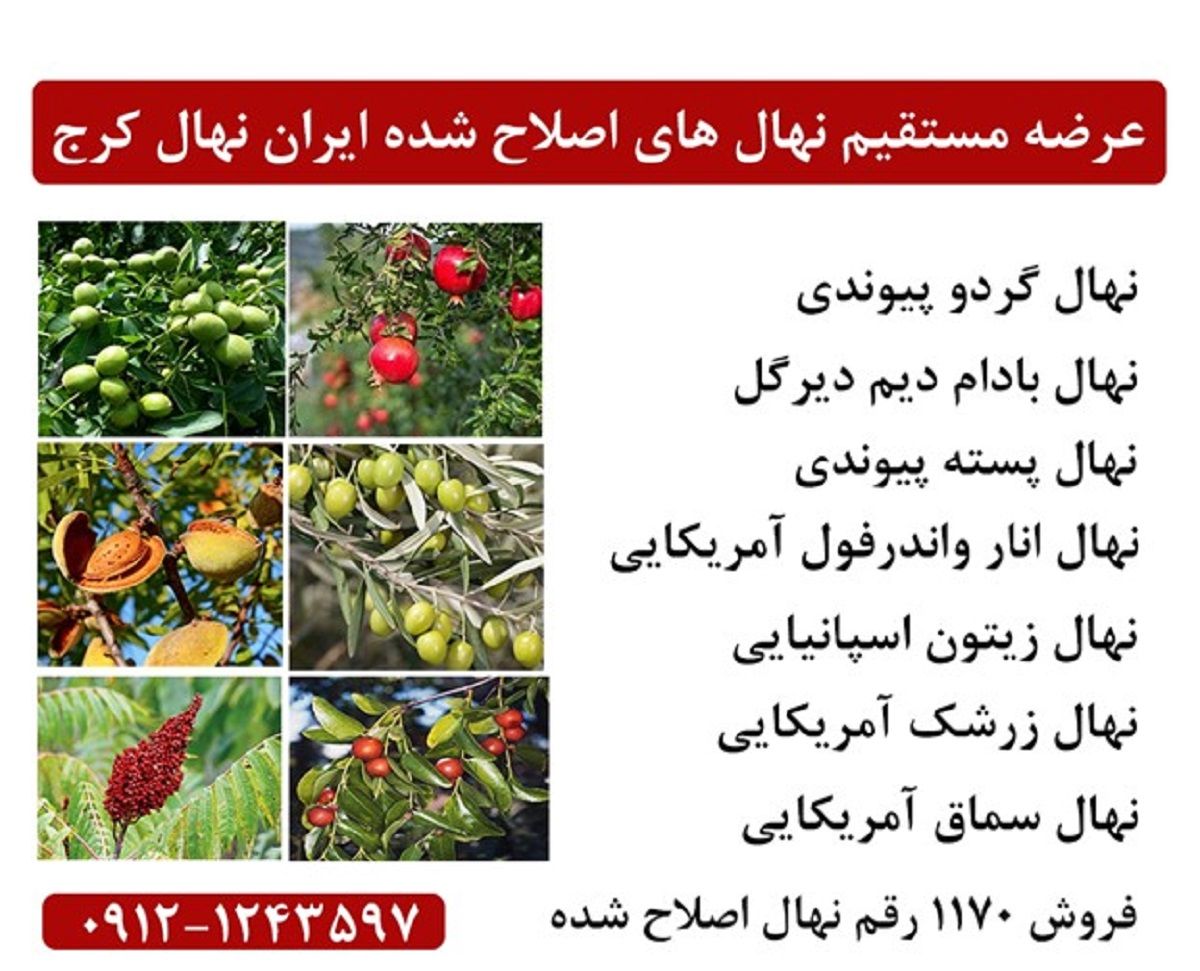 عرضه مستقیم گردو پیوندی + بادام دیرگل و دیم + پسته پیوندی در ایران نهال کرج و ارسال یک روزه به سراسر ایران