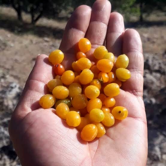 با خوردن این میوه جنگلی کمر درد و سنگ کلیه خود را درمان کنید 2