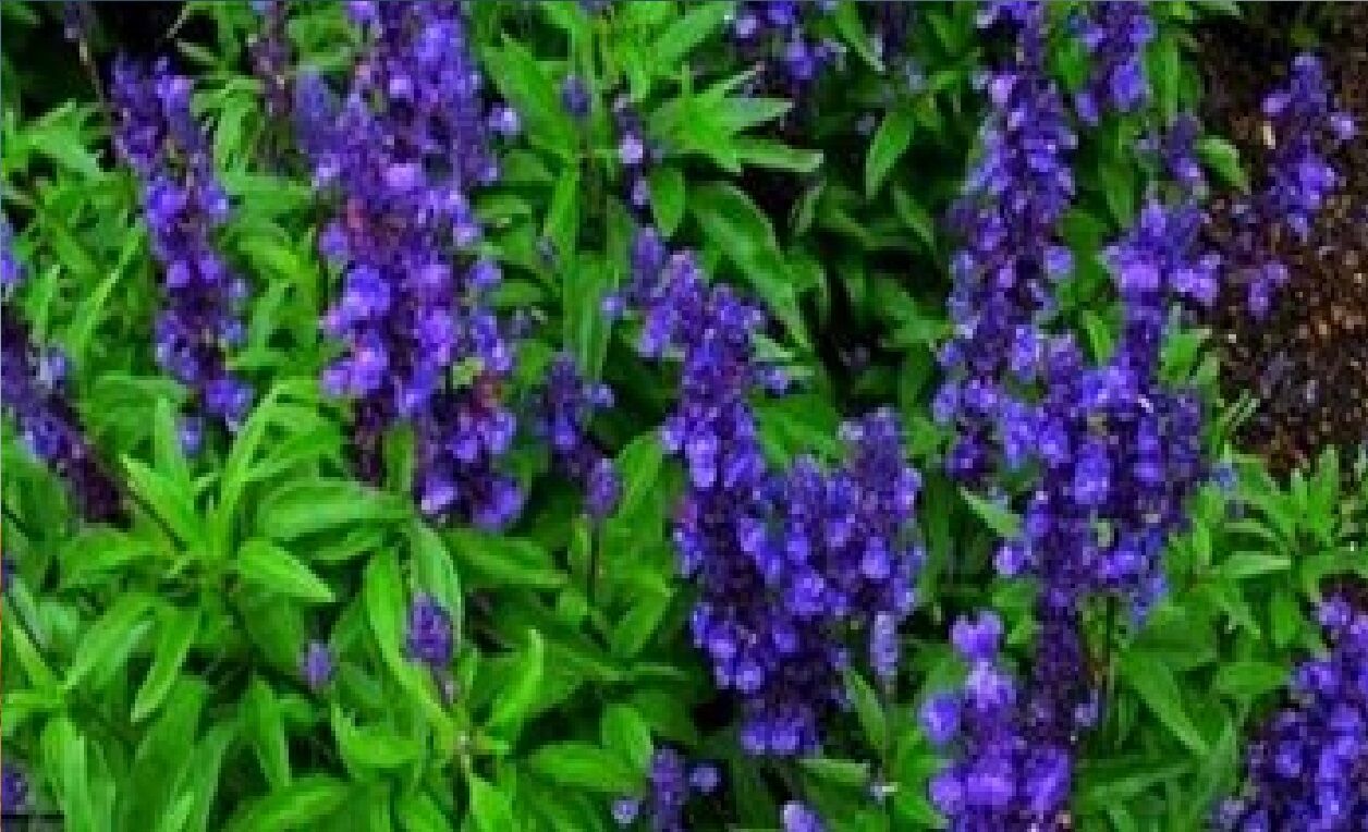 معجزه باورنکردنی این گیاه برای حافظه