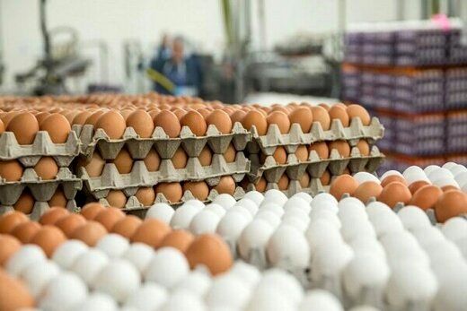 تخم مرغ در بازار کیلویی چند قیمت خورد؟