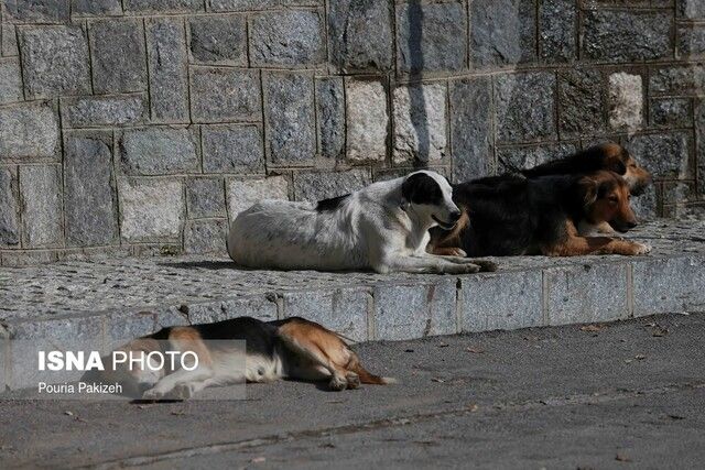 زمین گیر شدن اراذل و اوباش جنوب تهران توسط سگ‌های نگهبان 