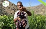 فروش گران ترین نهال انگور دنیا نهال انگور موندراپ