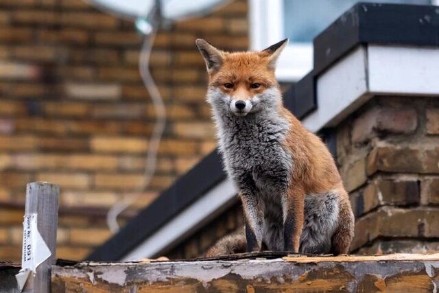 علت زیاد شدن تعداد روباه در خیابان های تهران
