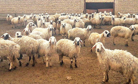 صنعت دام سبک در گرو احیای نژادهای بومی
