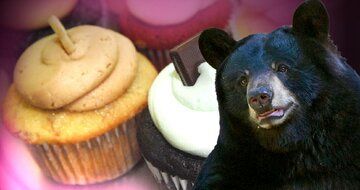 یک خرس به شیرینی‌فروشی حمله کرد+عکس