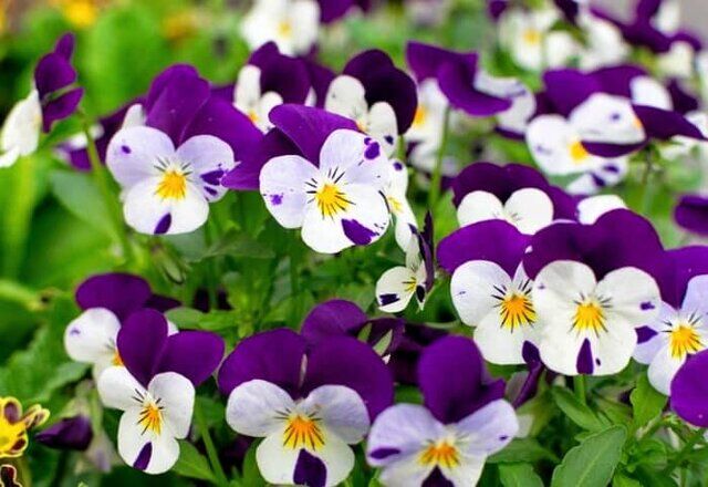 خاصیت های یک گیاه معروف برای کنترل شیوع سرطان