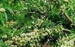 مقایسه سه نوع بادام پرفروش با درآمدمیلیاردی در نهالستان پالیز
