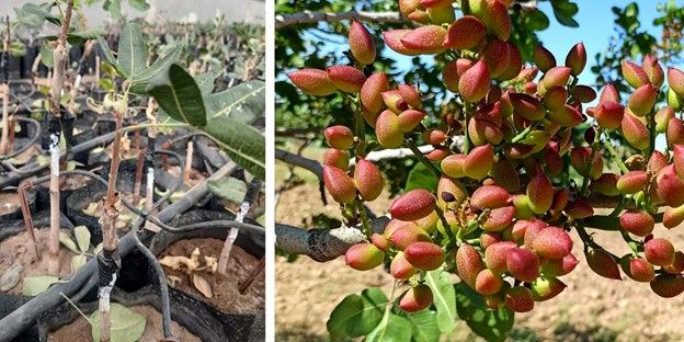 بزرگترین تولید کننده نهال پسته پیوندی شناسنامه دار در ایران