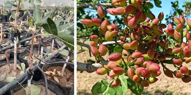 بزرگترین تولید کننده نهال پسته‌ پیوندی شناسنامه‌ دار در ایران