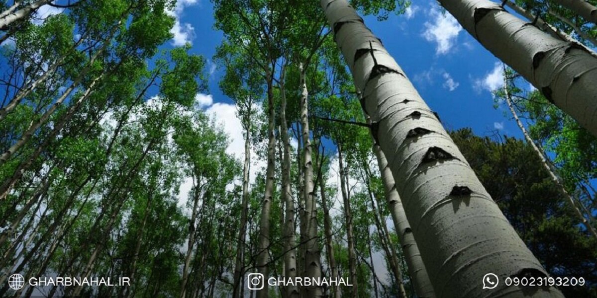 چرا درختان پایتخت خشک شد؟