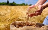 قیمت جدید گندم اعلام شد/ خبر مهم وزیر جهادکشاورزی برای گندمکاران