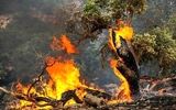 تبعات اقتصادی آتش سوزی جنگل‌ها/ حریق جنگل های الیت چقدر خسارت بر جای گذاشت؟+ فیلم