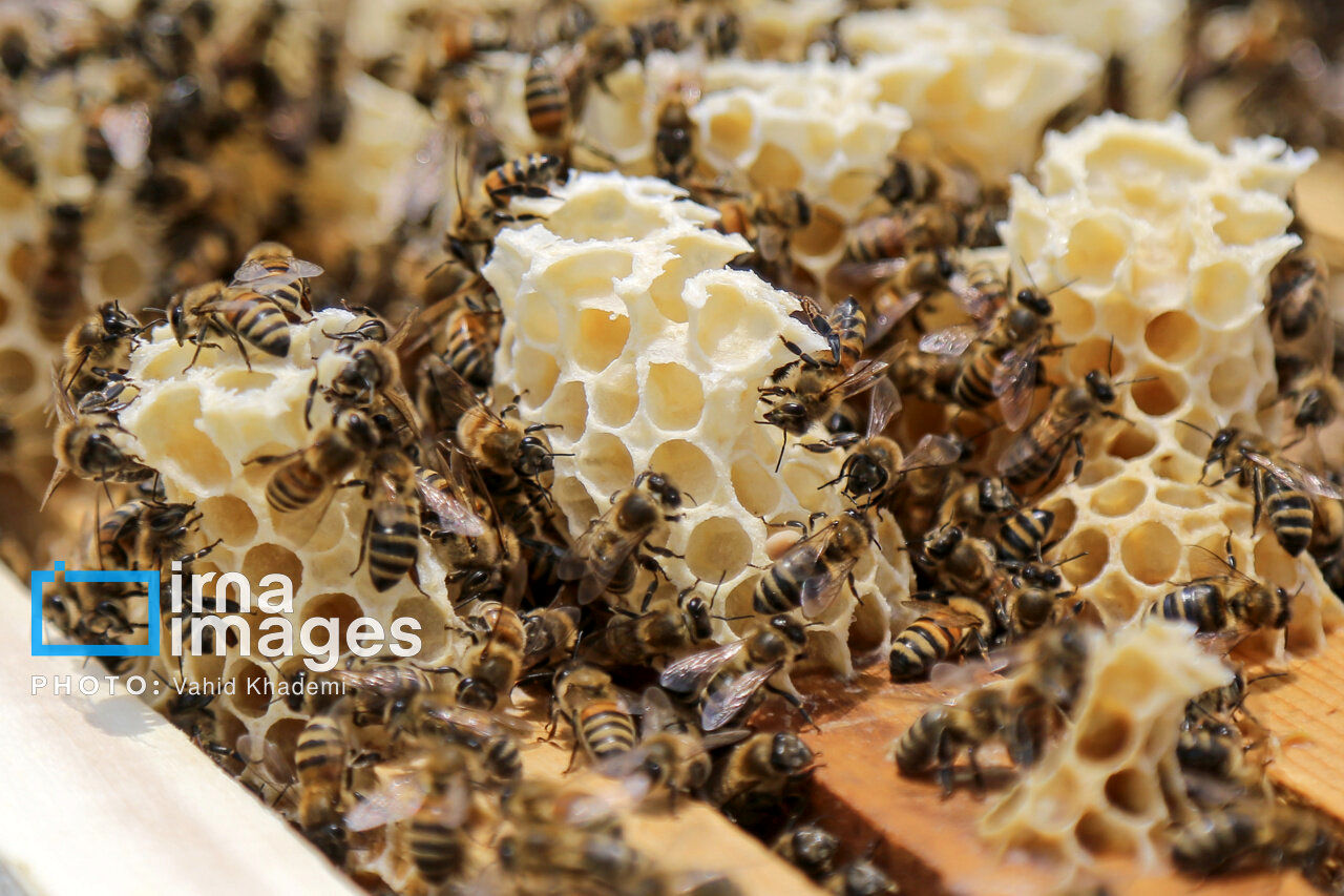 آیا عسل طبیعی شکرک می‌زند؟/ روش صحیح نگهداری عسل را بشناسید