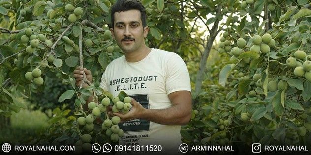 درآمد میلیاردی با احداث باغ گردو ژنوتیپ تیپ 7 (طلای سبز ایران)،(متناسب با اقلیم‌های کلیدی ایران)