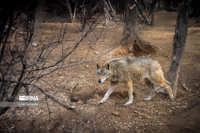 4 زخمی در حمله گرگها به روستای گوگرد خوی 