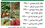 بازار نهال کرج از فروش ویژه عیدانه نهال اصلاح شده و پیوندی با قیمت جشنواره خبر داد !