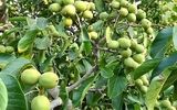 فروش ویژه نهال گردو ژنوتیپ فقط با 55 هزار تومان در غرب نهال!