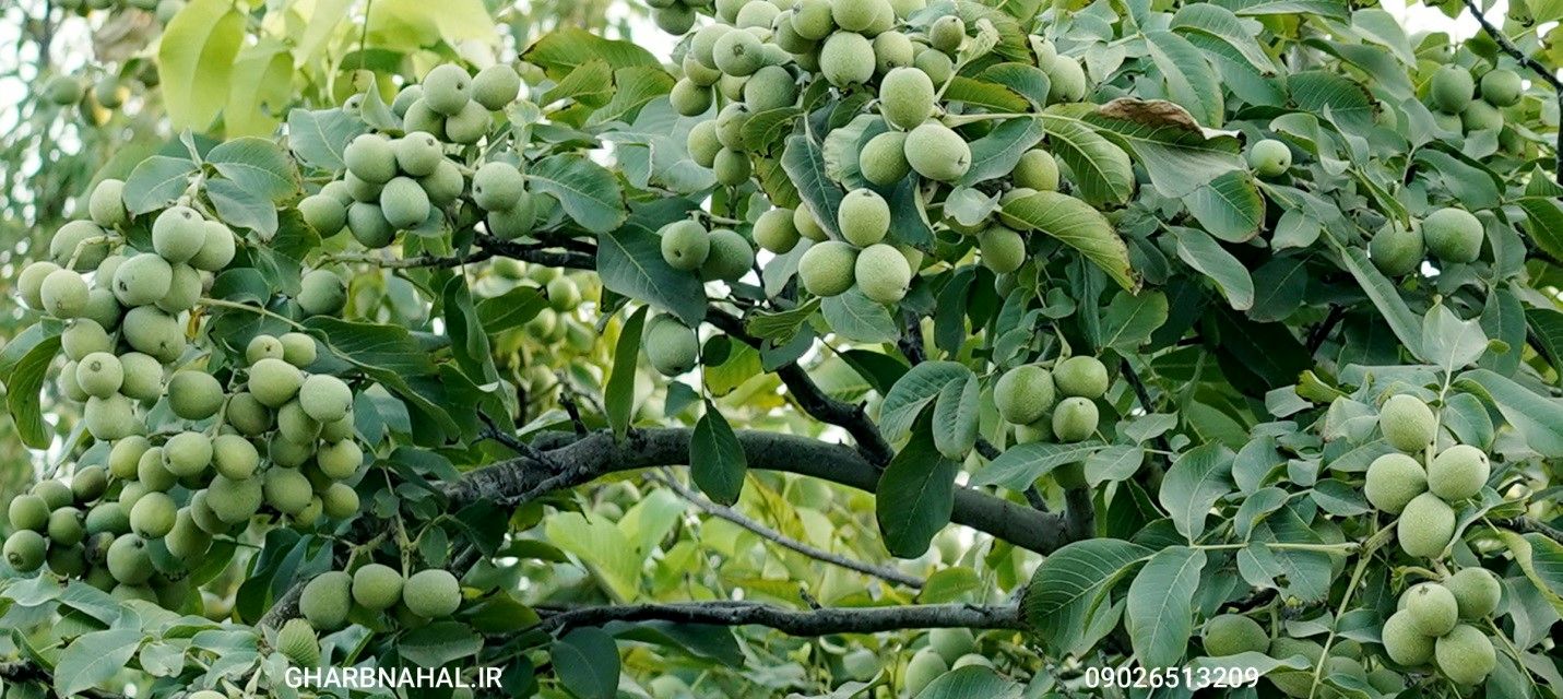 باخرید پک ۵۰میلیونی نهال میوه  قیچی شارژی ۱۵ میلیونی هدیه بگیرید