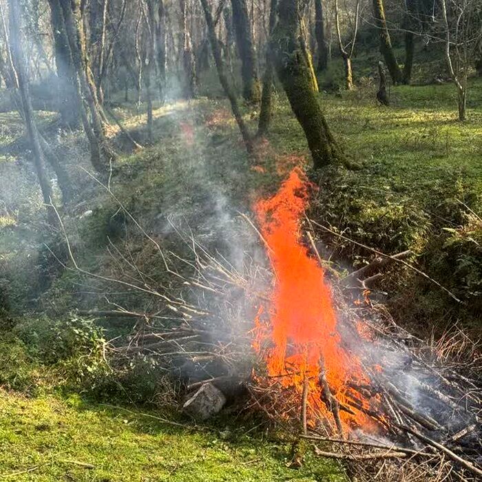 بازداشت عامل آتش‌سوزی جنگل هیرکانی
