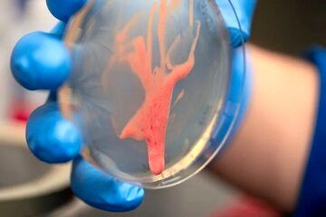  راز یک قاتل نامرئی کشف شد/ این باکتری مرموز گیاهان را از پا درمی‌آورد