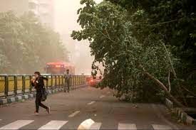 وزش باد شدید در تهران و سقوط درختان+ تصاویر