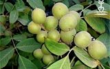 درآمد ۲۰ میلیاردی با احداث باغ گردو ژنوتیپ پالیز تیپ ۱۲