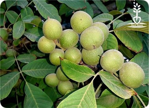 درآمد 20 میلیاردی با احداث باغ گردو ژنوتیپ پالیز تیپ 12