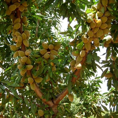 بزرگترین نهالستان بادام در ایران را بشناسید