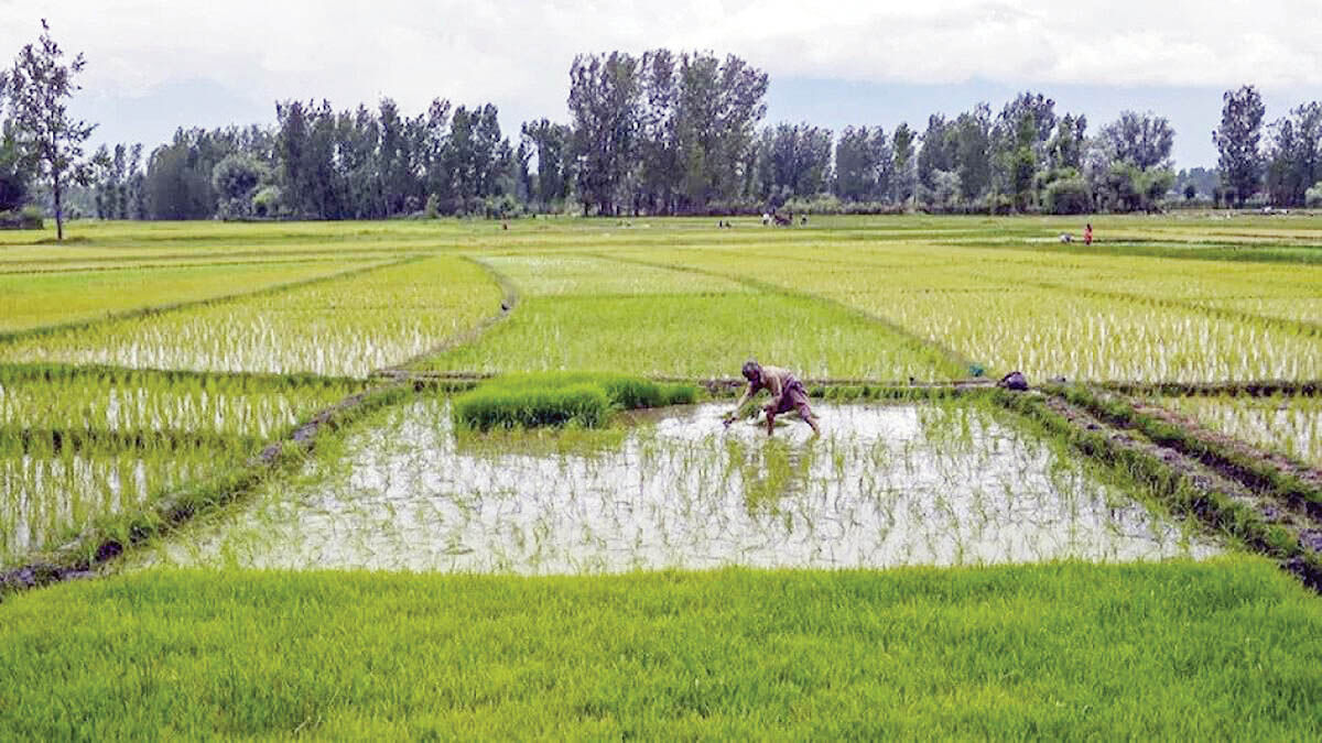کشت ممنوعه 