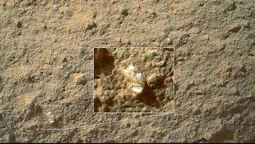 گل‌ زیبایی که بر سطح مریخ دیده شد+ عکس