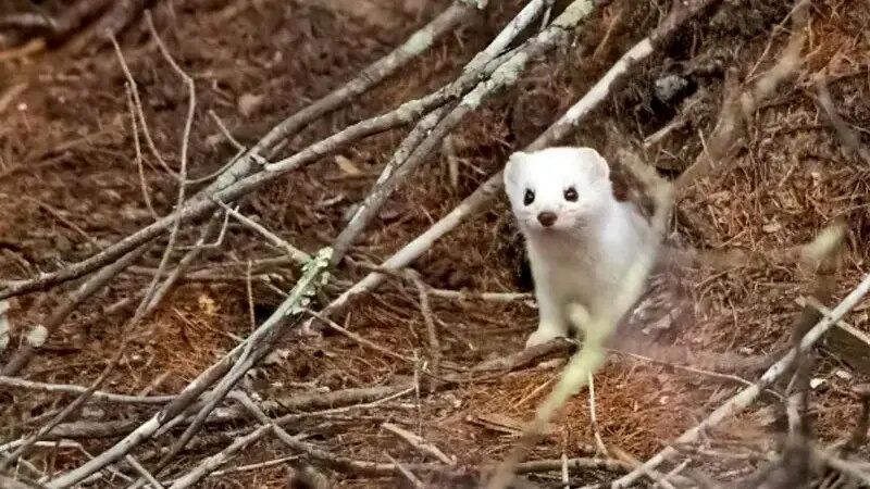 این حیوانات در زمستان «سفید» می‌شوند!