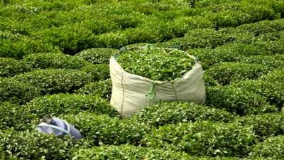 نرخ خرید تضمینی برگ سبز چای 1403 اعلام شد  
