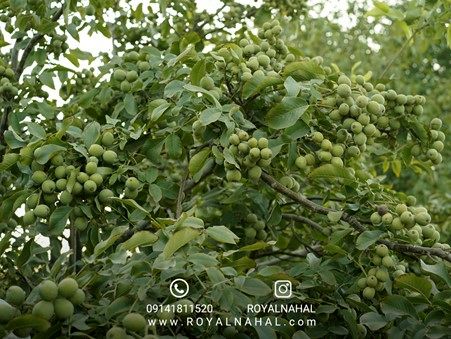 «با خرید نهال گردو میلیاردر شوید؛ سرمایه‌گذاری که شما را به ثروت می‌رساند!»