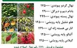جشنواره فروش بادام دیم دیرگل+ پسته پیوندی و گردو پیوندی  با باردهی %100 تضمینی و ارسال یکروزه