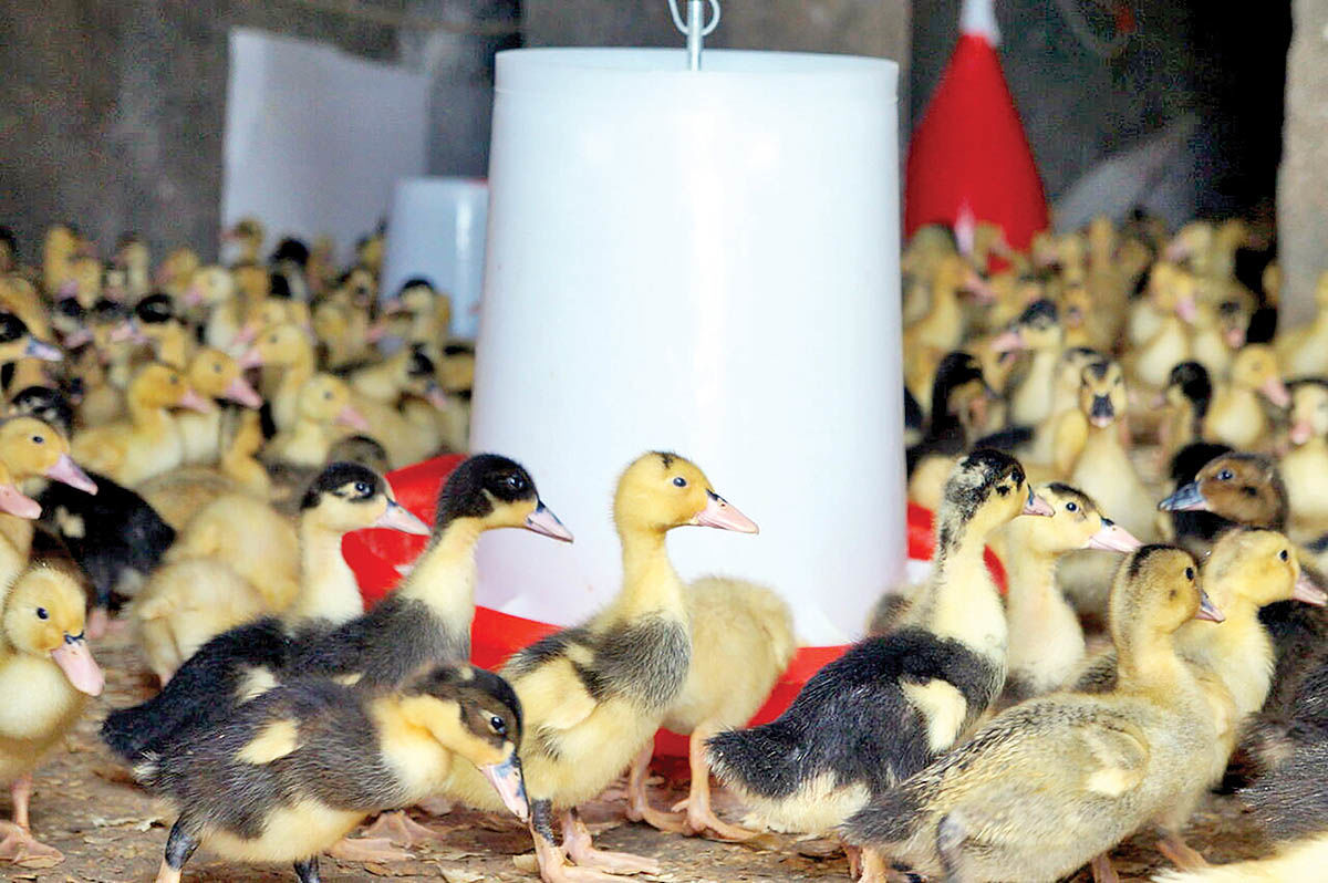 افزایش مصرف گوشت غاز و اردک