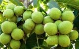 معرفی و خرید 3 نهال گردو که 250 کیلو باردهی دارد