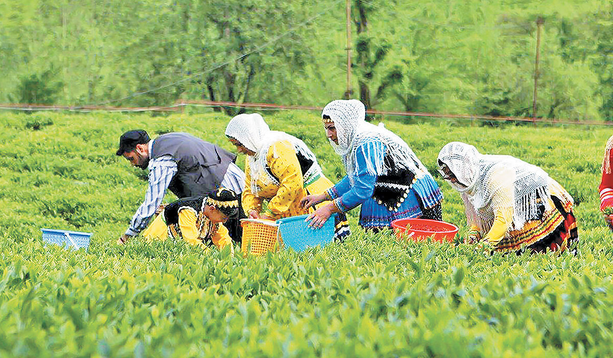 رنج چای‌کاران صنعت چای