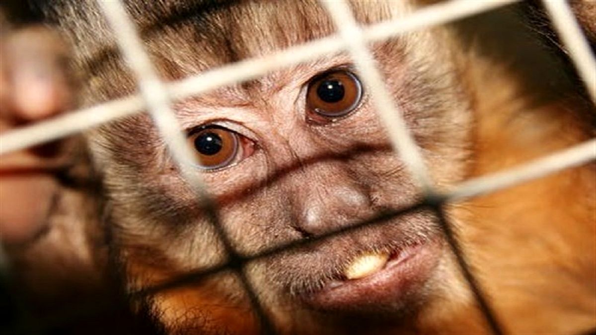 جولان آبله میمون در ۷۰ کشور/ وضعیت اضطراری در جهان اعلام شد