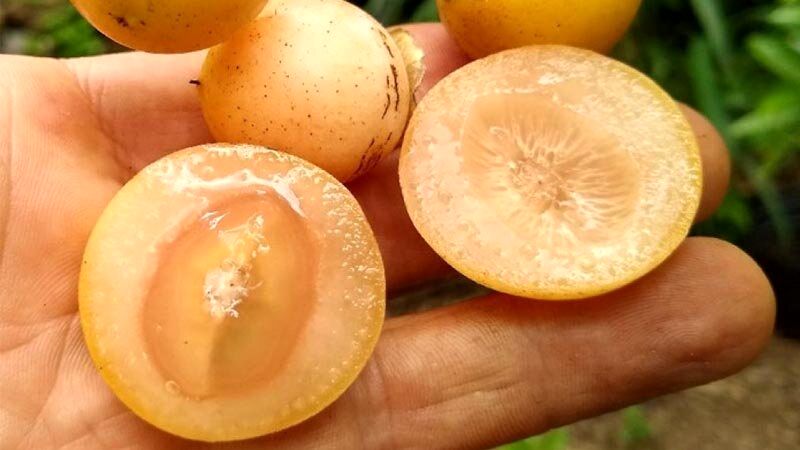میوه ای که شما را از خوردن شربت گلودرد بی نیاز می کند! 2