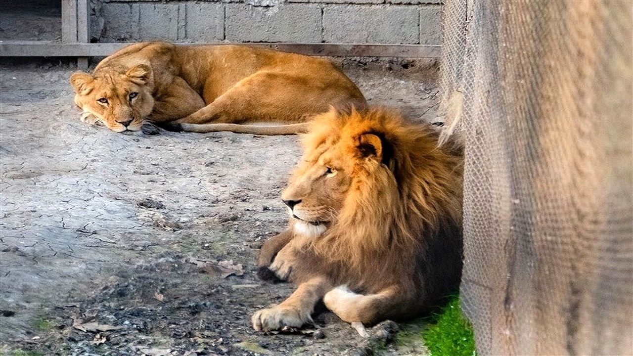 حمله وحشتناک 4 شیر به مسئولان یک باغ وحش/ دو مرد تکه تکه شدند