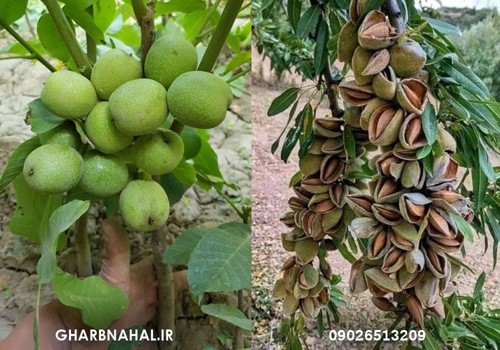 فقط ۵ روز فرصت کاشت نهال دارید تخفیف ویژه انواع نهالهای میوه فقط و فقط ۳۰ هزار تومان ارسال یکروزه به کل ایران