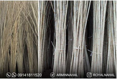 فروش نهال صنوبر نیگرا ترک درنهالستان بزرگ رویال نهال،چرا انتخاب صنوبر برای سرمایه گذاری معقول تر است؟