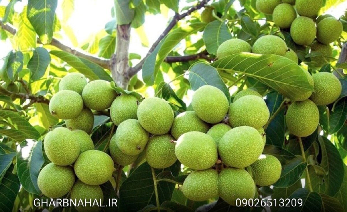 فروش نهال های گردو  رو به پایان است هر چه زودتر اقدام به خرید کنید