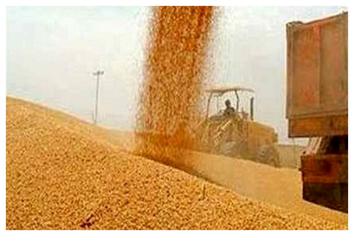 وزیر جهاد کشاورزی: به زودی حدود 85 همت از مطالبات گندمکاران پرداخت می‌شود