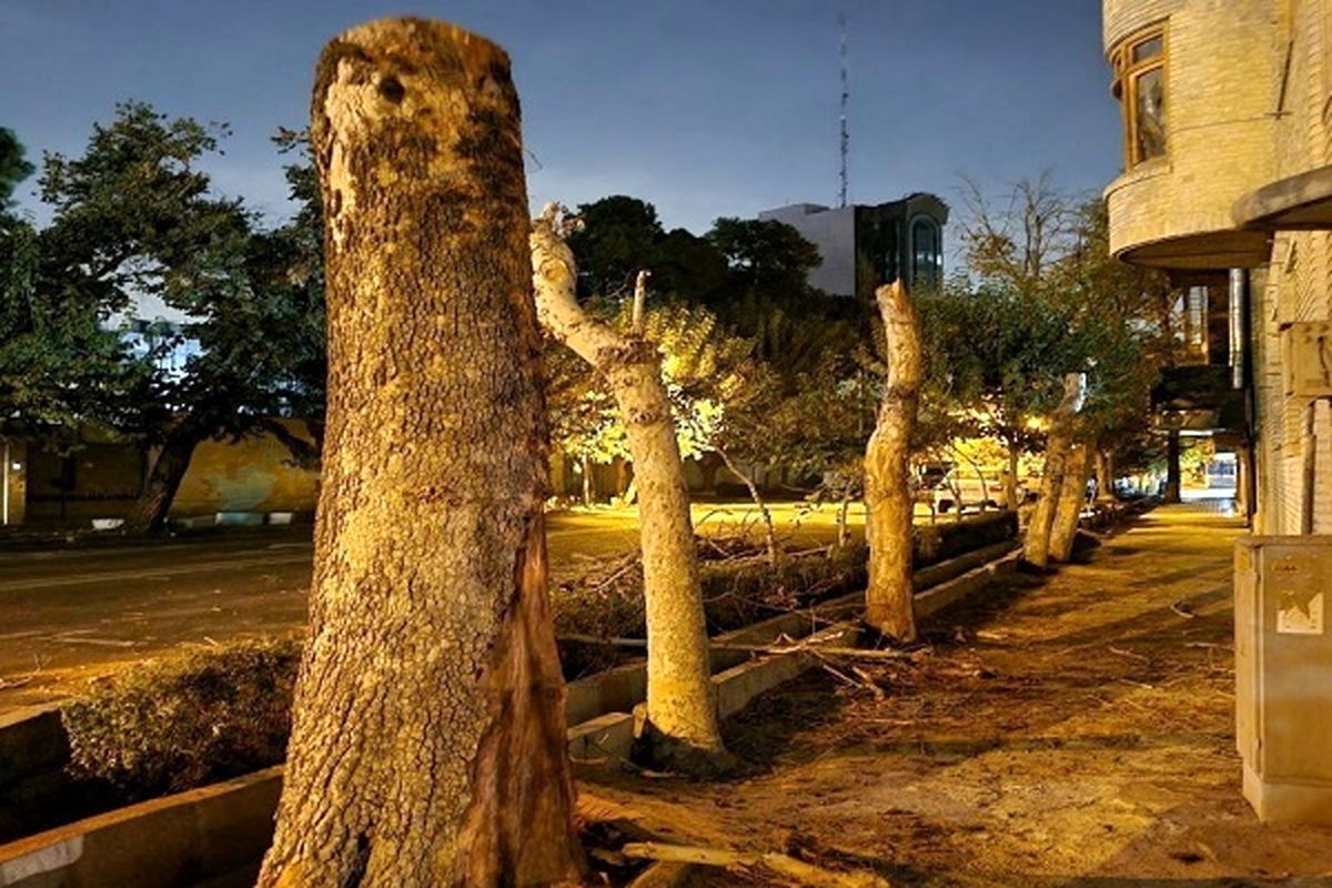 توضیح شهرداری درباره قطع درختان خیابان ایتالیا