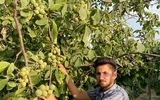 پیش فروش پاییزنهال، بزرگ ترین نهالستان کشور آغاز شد؛ به قیمت باورنکردنی فقط به قیمت پارسال
